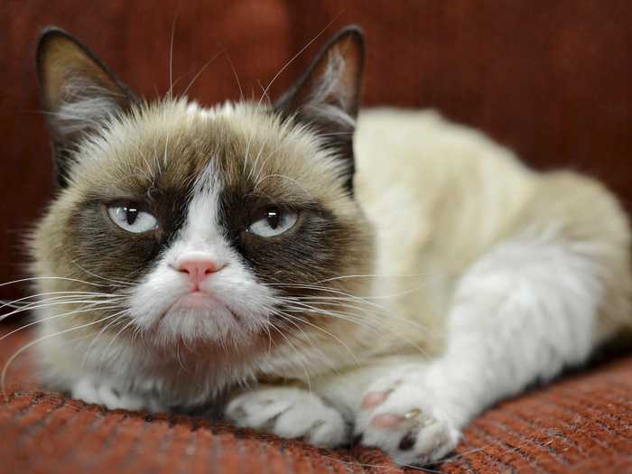  Grumpy Cat  710 .    Grumpy Cat, , , , , ,  