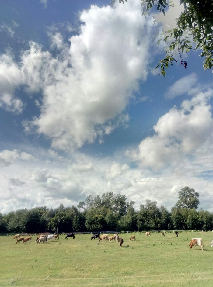 Summer sky - My, Sky, Summer, Clouds