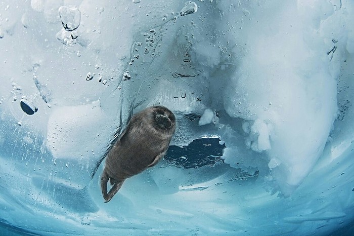 Baikal seal - The photo, Seal