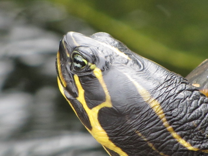 Turtle in Marineland Mallorca. Mallorca island, Spain. - Majorca, Turtle, My, 