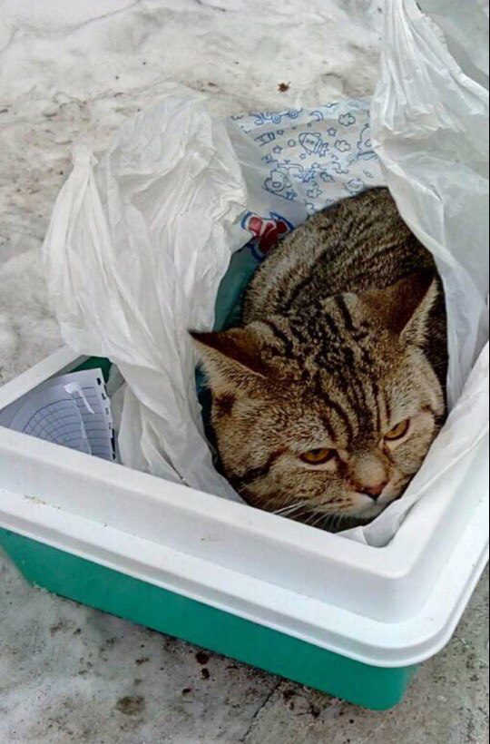 Krasnoyarsk residents threw Leva in the trash with a note - cat, Foundling, Longpost, Krasnoyarsk