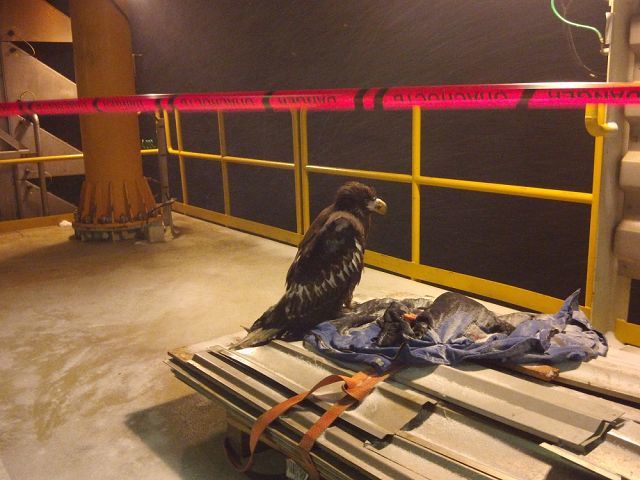 A unique operation to save the Steller's sea eagle was carried out by employees of Exxon Neftegaz Limited on Sakhalin - Sakhalin, Nogliki, Eagle, Oil workers, Drilling, Oil, Shelf, The rescue, Longpost