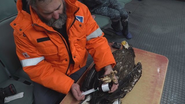 A unique operation to save the Steller's sea eagle was carried out by employees of Exxon Neftegaz Limited on Sakhalin - Sakhalin, Nogliki, Eagle, Oil workers, Drilling, Oil, Shelf, The rescue, Longpost