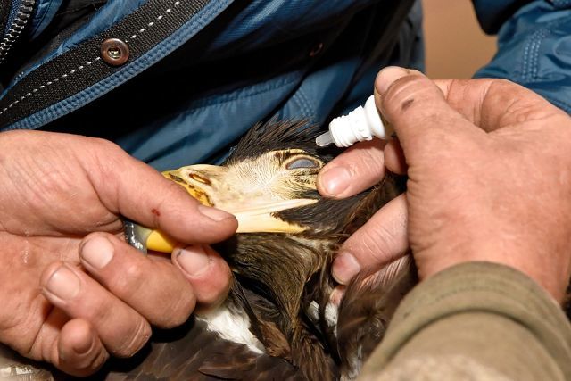 A unique operation to save the Steller's sea eagle was carried out by employees of Exxon Neftegaz Limited on Sakhalin - Sakhalin, Nogliki, Eagle, Oil workers, Drilling, Oil, Shelf, The rescue, Longpost