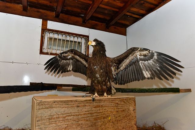 A unique operation to save the Steller's sea eagle was carried out by employees of Exxon Neftegaz Limited on Sakhalin - Sakhalin, Nogliki, Eagle, Oil workers, Drilling, Oil, Shelf, The rescue, Longpost