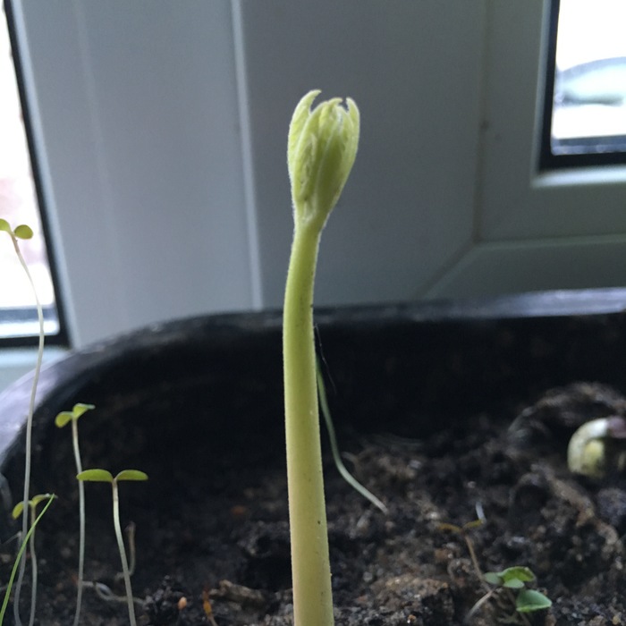 Hey young nerds! Guess what's growing? - My, Botany, What's this?, Longpost, Pots