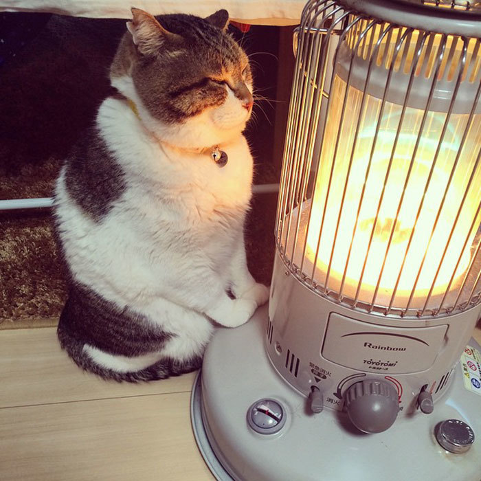 Cat with a lamp in a ribbon - cat, Winter, Лампа, Heater, Longpost