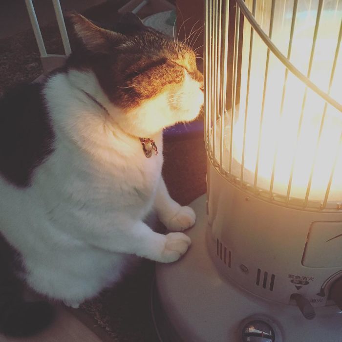 Cat with a lamp in a ribbon - cat, Winter, Лампа, Heater, Longpost