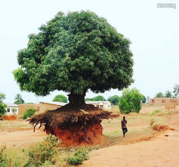 Desire to live - Tree, Drought