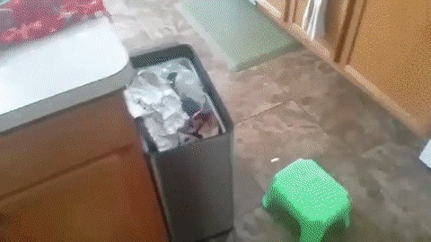 — Кто это сделал?! Собака, Беспорядок, Мусор, Шкаф, Вина, Страх, Спрятался, Домашние животные, Гифка