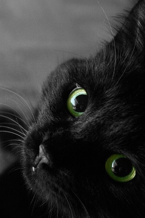 Shades of black - cat, Black, Longpost