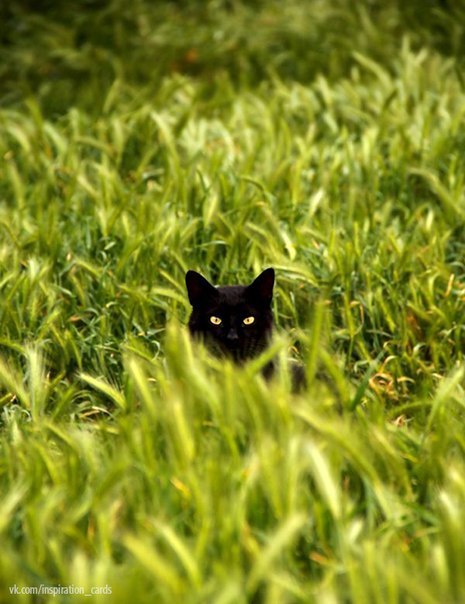 Shades of black - cat, Black, Longpost