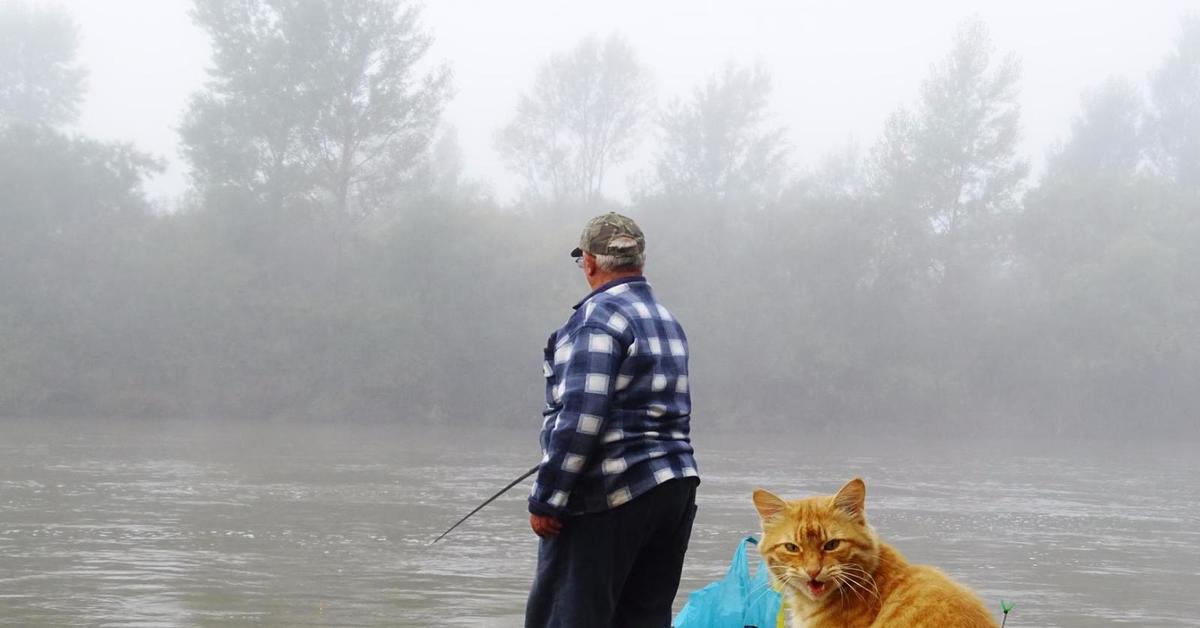 Кота ловлю. Кот на рыбалке. Кот Рыбак. Кошка для рыбалки. Рыжий кот на рыбалке.