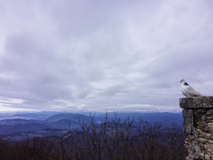 Pigeon. Sochi. The mountains. - My, Pigeon, Sochi, The mountains