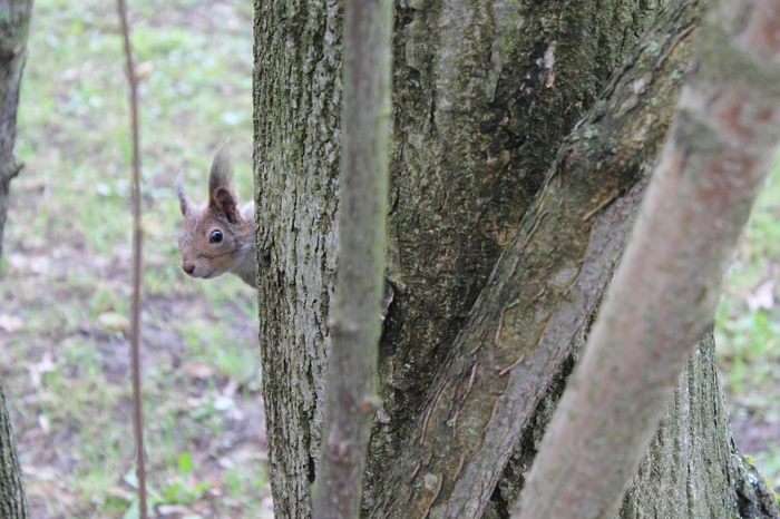 Squirrel - My, Squirrel, The photo, The park