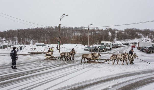 An ordinary day in Murmansk - Reindeer, Murmansk, Crossroads