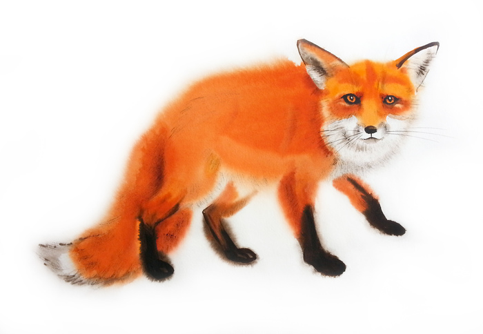 I suspect everyone! - My, Watercolor, , Fox, Painting