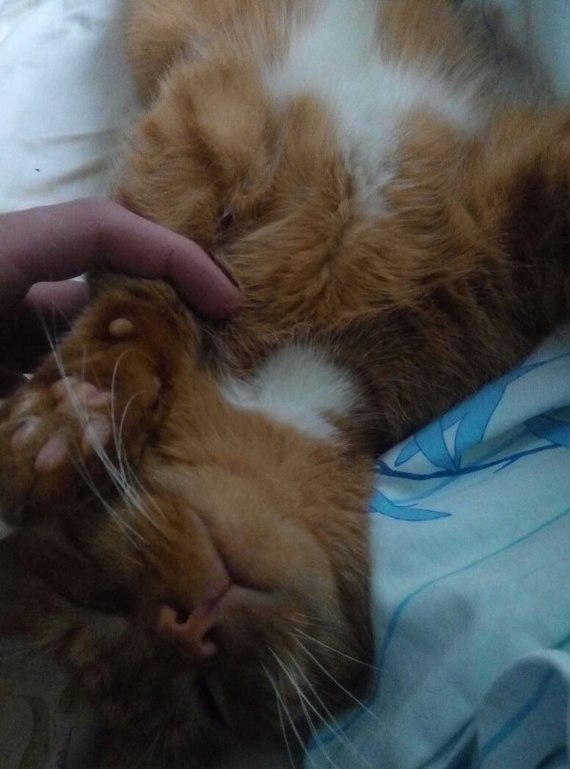 LOST RED CAT, Izhevsk, in the outskirts of the COTTAGE VILLAGE PAZELY - My, Lost cat, Izhevsk, Longpost, cat, Helping animals, , Help