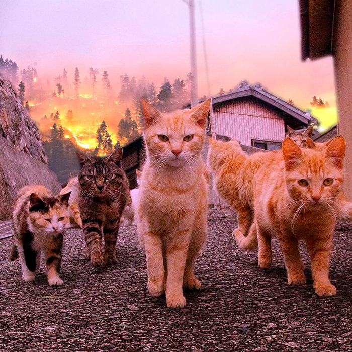 Коты