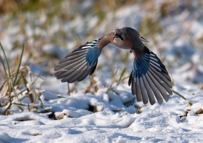 Jay. What are they? - Birds, Ornithology, Biology, Jay, Longpost