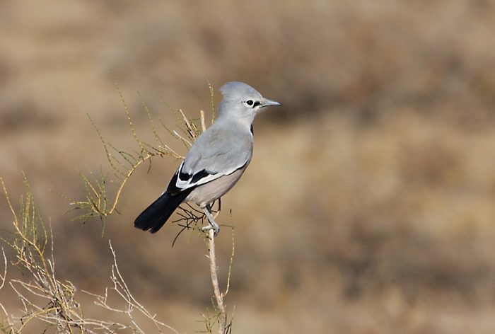 Jay. What are they? - Birds, Ornithology, Biology, Jay, Longpost