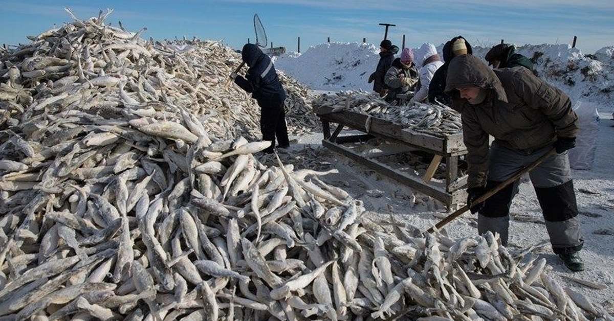 Промысел в охотском море