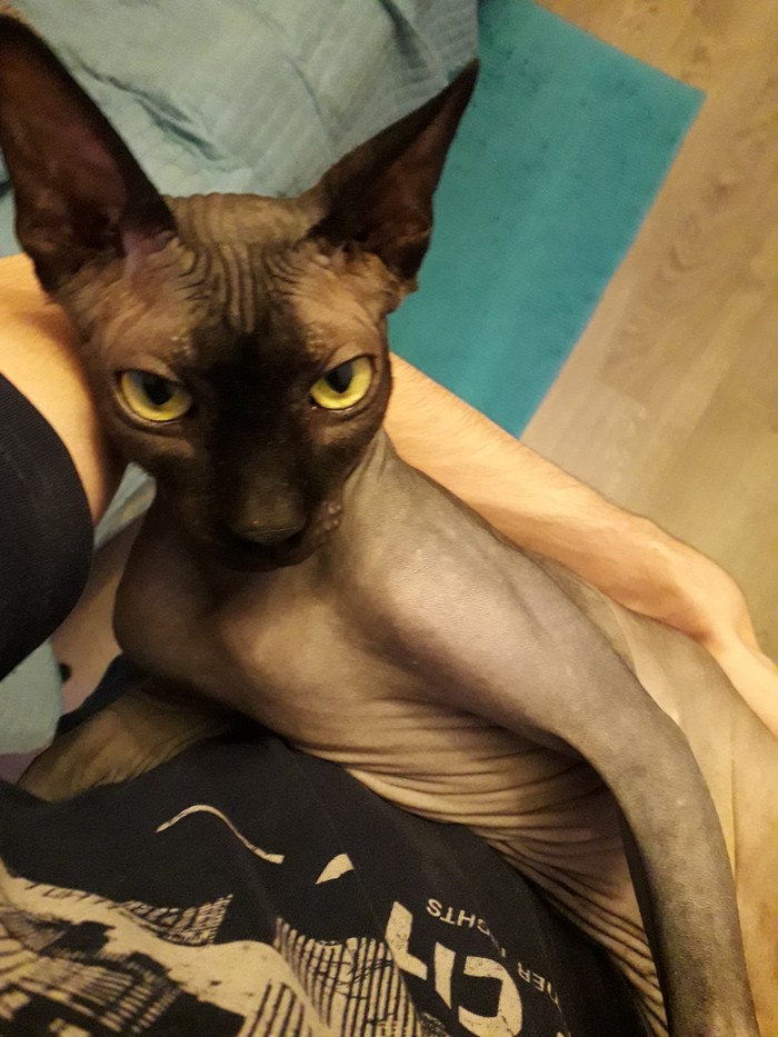 Canadian Sphynx or the story of how to live with a little devil. Pt1 - My, cat, Canadian sphinx, 