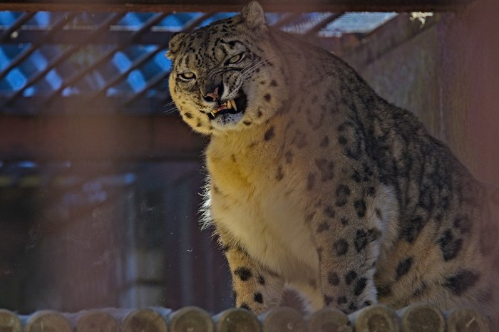 When you want to sneeze - cat, Snow Leopard, Predator, Zoo