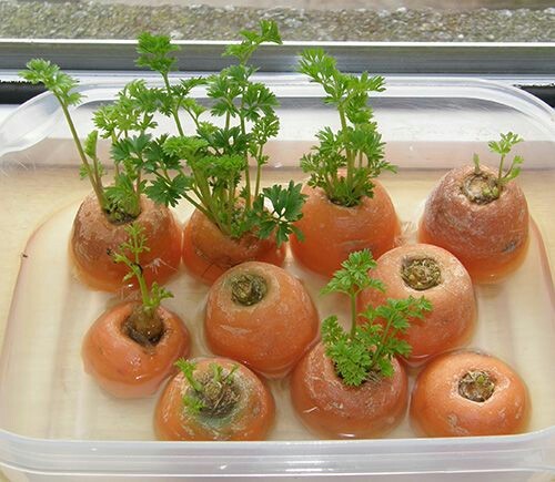 Predacha, or what can be germinated on the windowsill. - A selection, Dacha, Greenery, Windowsill, Pinterest, Longpost