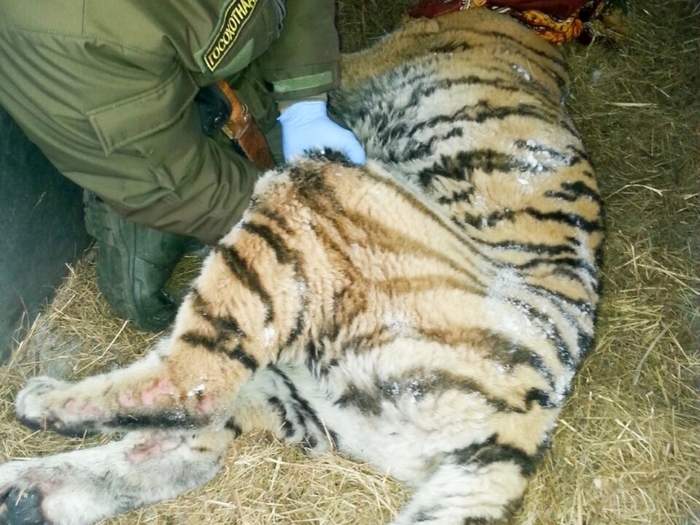 Истощенная тиргрица "пришла к людям" за помощью амурский тигр, Дикая природа, спасение животных