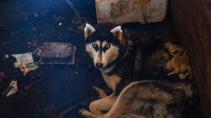Let's save sled dogs - prisoners of a concentration camp in the village of Gushchino, Tver region. - Animals, Help me find, Dog, Pets, Repost, Петиция, Sadism, Torture