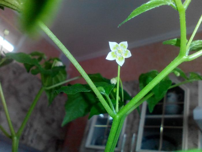 We grow Numex Suave Orange, Aji Melocoton and Tabasco. - My, Pepper, , , Tabasco, Vegetable garden on the windowsill, cat, Longpost