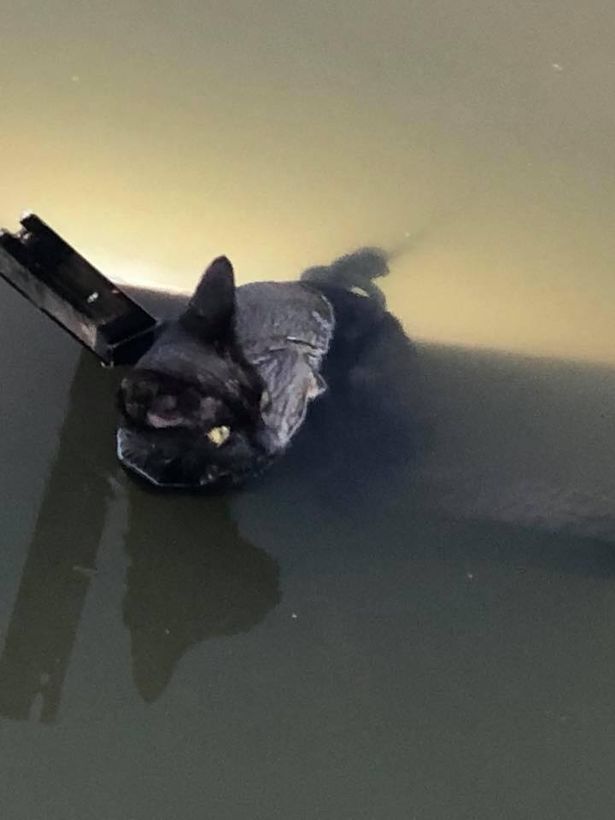 The girl pulled the cat out of the river and froze in amazement. A circular saw was tied to it! - Longpost, Life stories, Animals, The rescue, River, cat