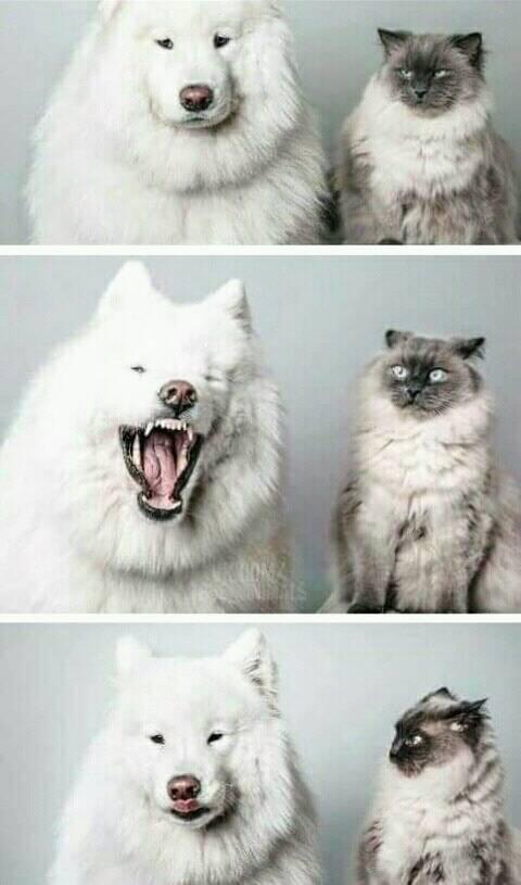 The reaction of the cat in the third photo is a potential meme .. - Cats and dogs together, PHOTOSESSION, , Humor, Memes, cat, Dog
