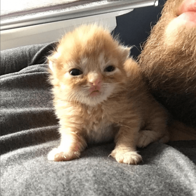 Beauty out of the box! The frightened baby was thrown into the pet store ... She was almost not breathing! - Panleukopenia, The rescue, Animals, cat, Longpost