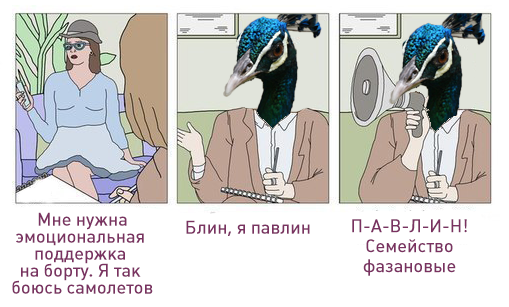 В США авиакомпания отказалась пускать в самолёт павлина. Хозяйка птицы хотела взять его с собой для «эмоциональной поддержки» Лентач, Авиакомпания, Павлин