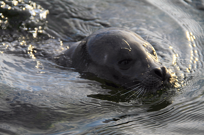 Seals in a ribbon - My, Seal, The photo, Canon 7d, Nature, Animals, Beginning photographer