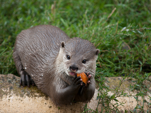 cute otters - Otters, Milota, Longpost