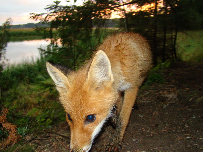 A long tale about a long day and a long fox nose. ))) - My, Fox, Story, fairy tale, Ural, Longpost