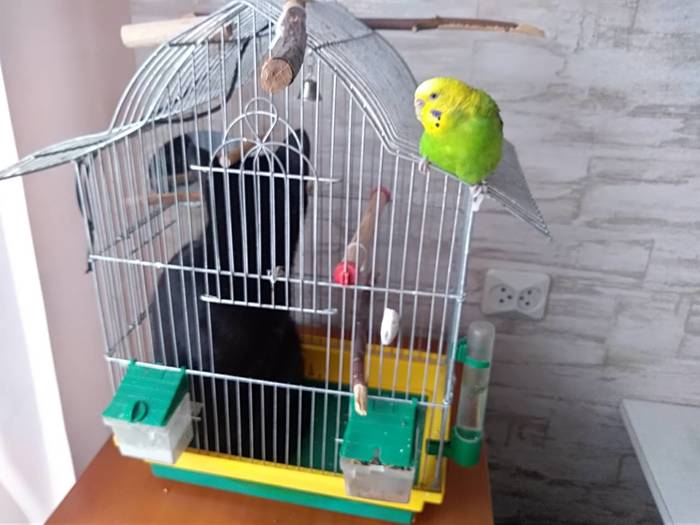 When something went wrong - My, A parrot, cat, Cell, Jackals