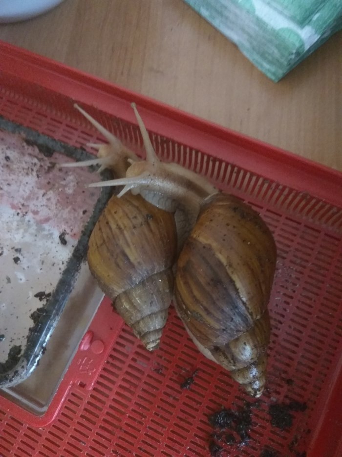 Help find new hosts for 4 Achatina fulica, or Achatina snails. - Novosibirsk, Snail, Achatina, In good hands, I will give, Animals, , Longpost