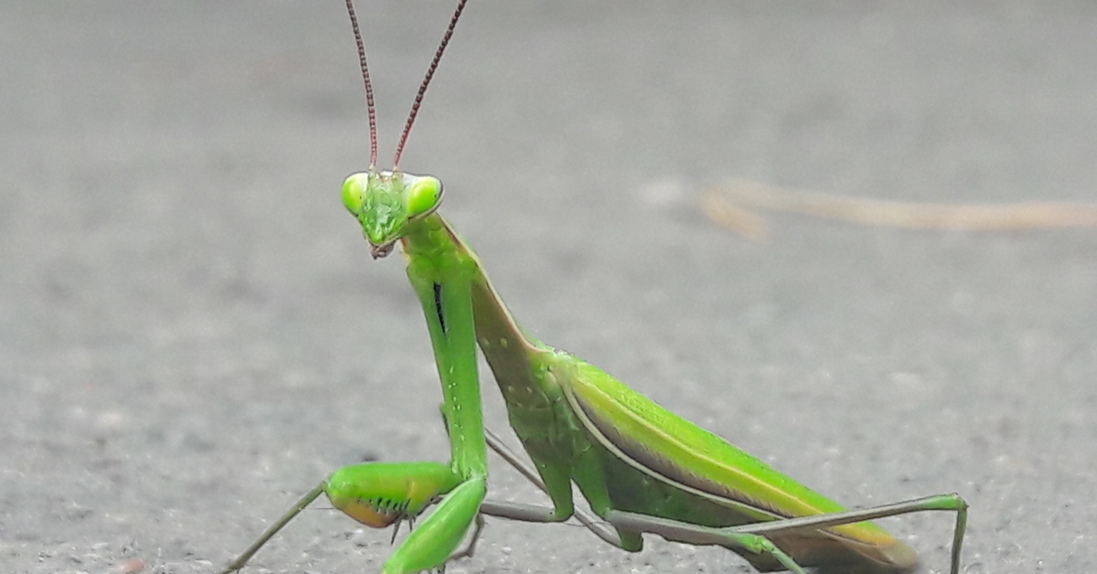 Богомол насекомое википедия. Земляной богомол. Земляной богомол (Geomantis Larvoides). Богомол Pseudocreobotra wahlbergii. Мадагаскарский богомол.