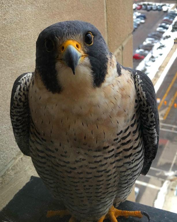 This peregrine falcon flies to our office window every day - Peregrine falcon, Birds, Office, Reddit