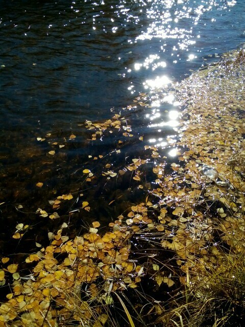 Autumn. Transbaikalia. - My, Autumn, Leaf fall, Yellow, Leaves, River, The sun, Longpost