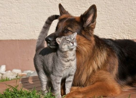 Best friends - Animals, Milota, Longpost