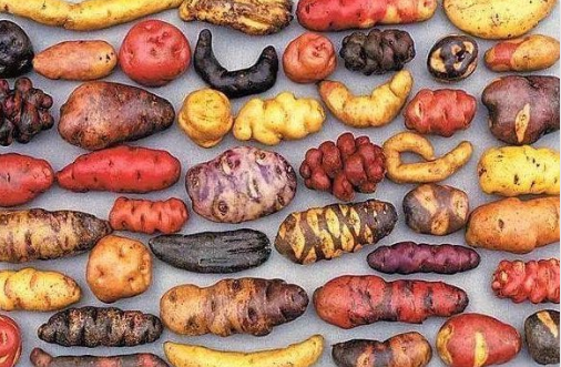 Peru counts 3,800 varieties of potatoes - Potato, Twitter, Republic of Belarus, Peru, South America, Food, Amazing