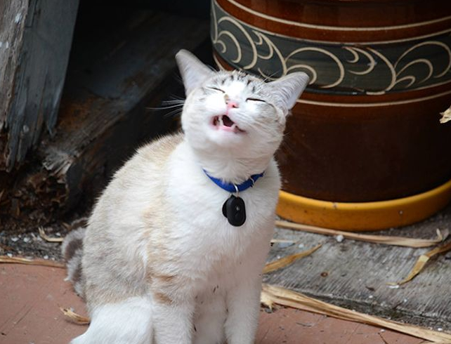 Collection of sneezing cats - cat, Sneeze, Longpost