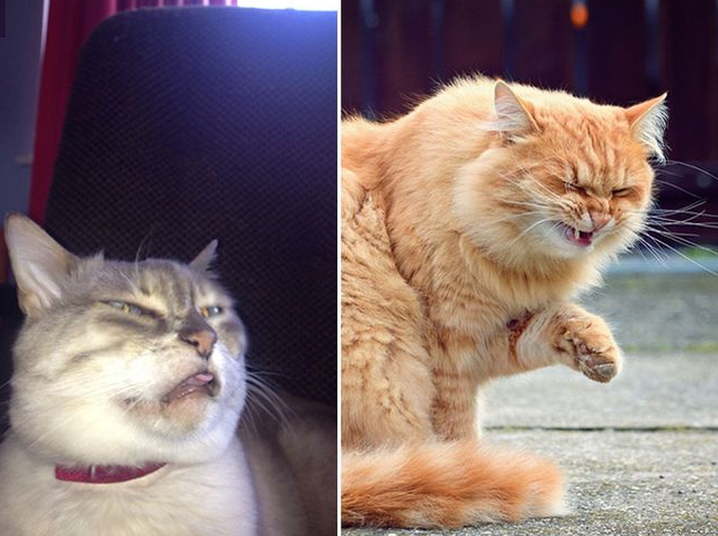 Collection of sneezing cats - cat, Sneeze, Longpost