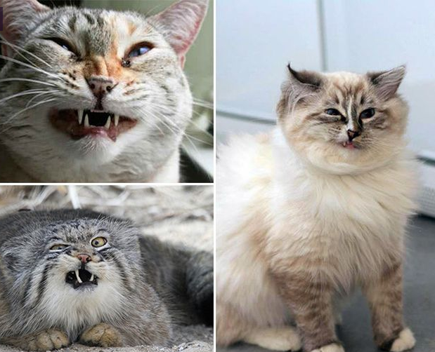 Collection of sneezing cats - cat, Sneeze, Longpost