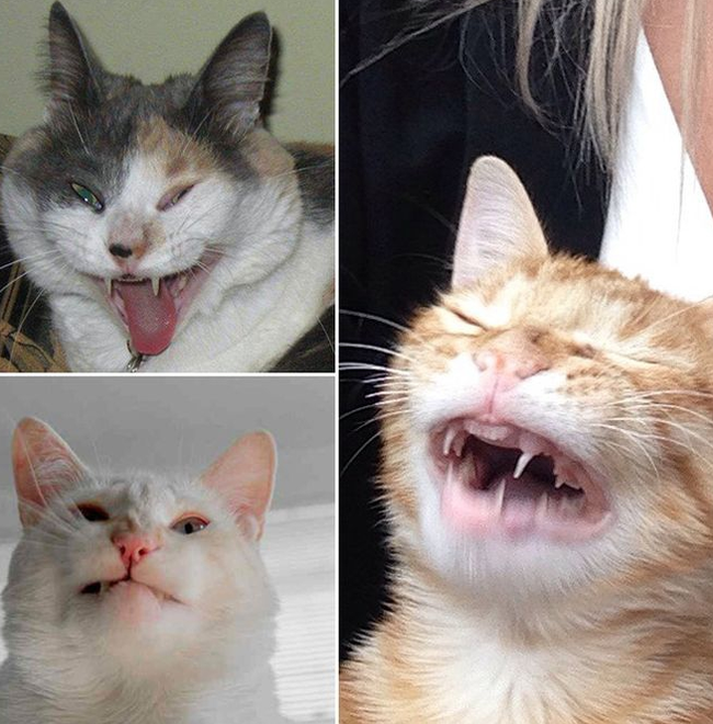 Collection of sneezing cats - cat, Sneeze, Longpost